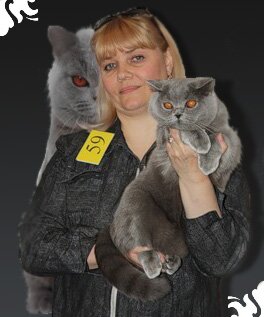 Надежда Герасимова, владелец питомника британских кошек Jewel Sapphire