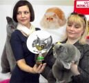 Biscuit Cat's Vorozheya - Международная выставка кошек 
