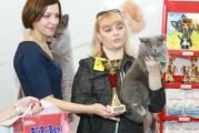 Biscuit Cat's Vorozheya - Международная выставка кошек 