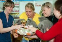 Международная выставка кошек "Cats-Star" КЛК Олимпия Томск